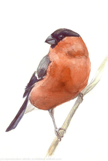 Bullfinch