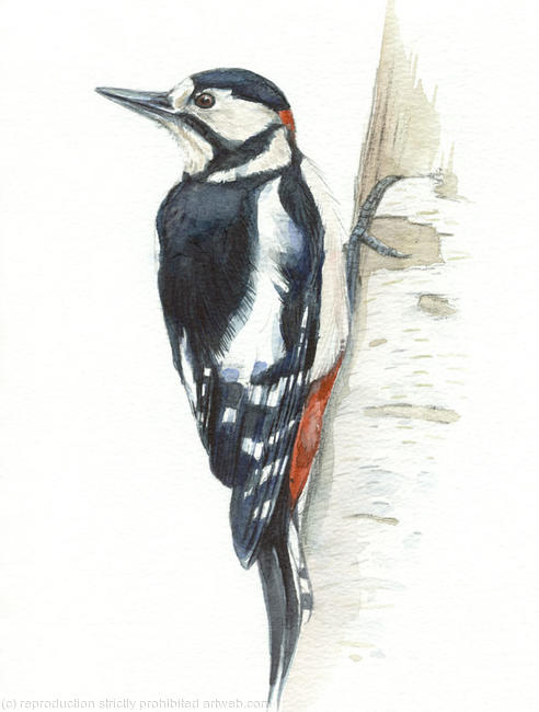 Great Spotted Woodpecker