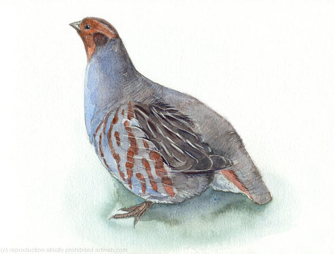 Grey Partridge