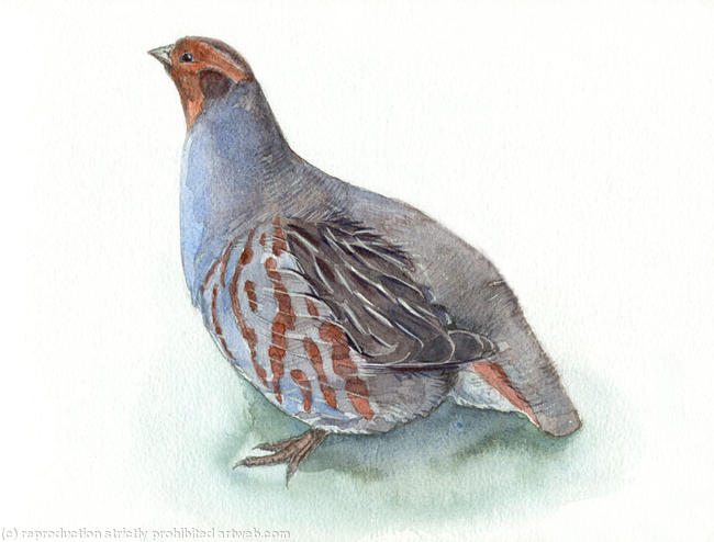 Grey Partridge Signed giclee print. Supplied mounted and cellophane wrapped. 22x17cm