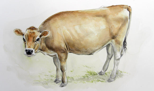 Jersey cow