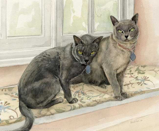 Mr Steffan's Burmese cats