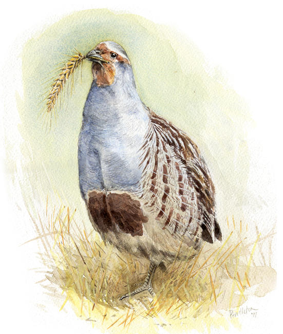 The Goodyere Partridge