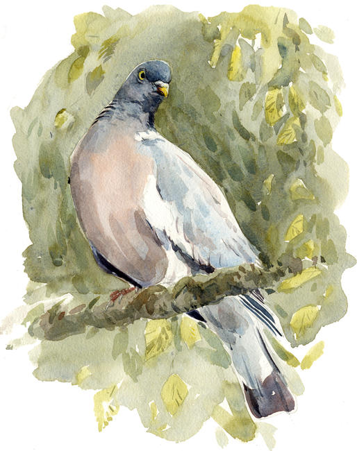 Woodpigeon