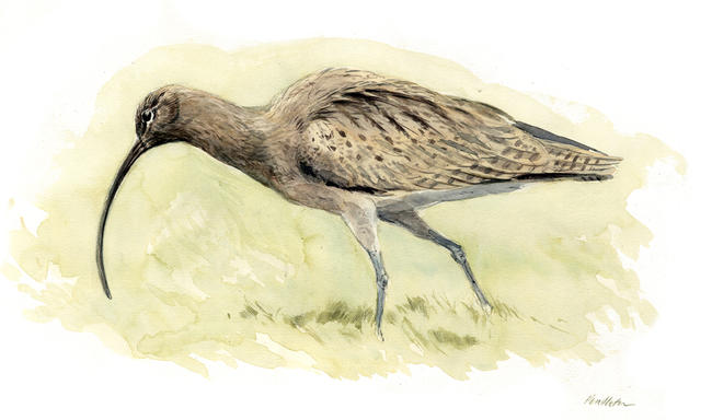 Curlew