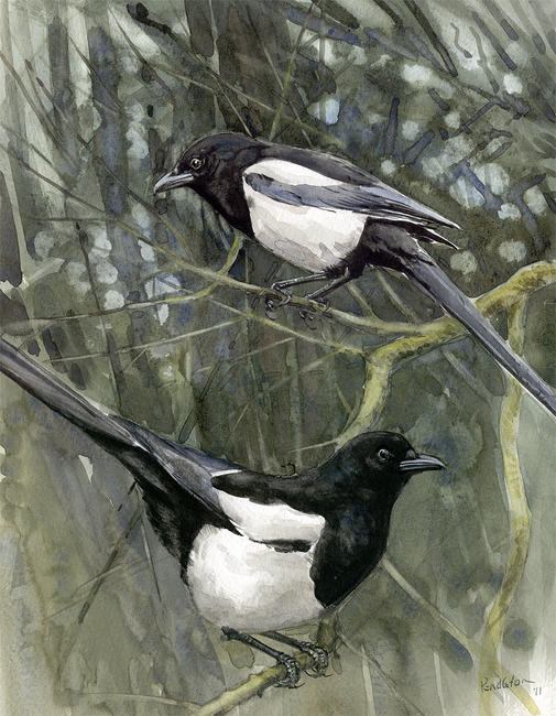 Magpies