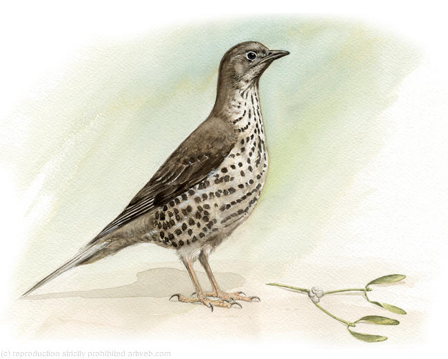 Mistle Thrush
