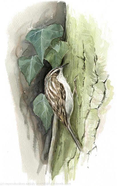 Treecreeper