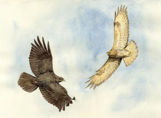 Buzzards