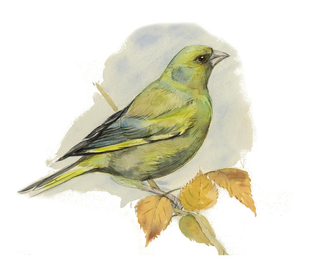Greenfinch 2