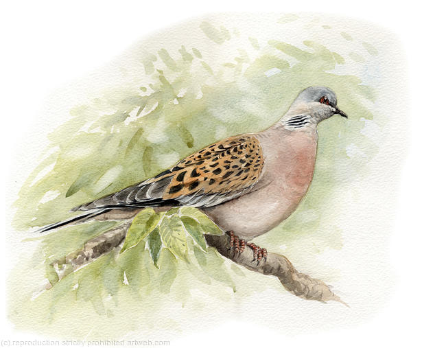 Turtle Dove