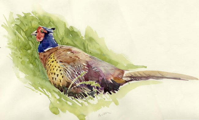 Pheasant