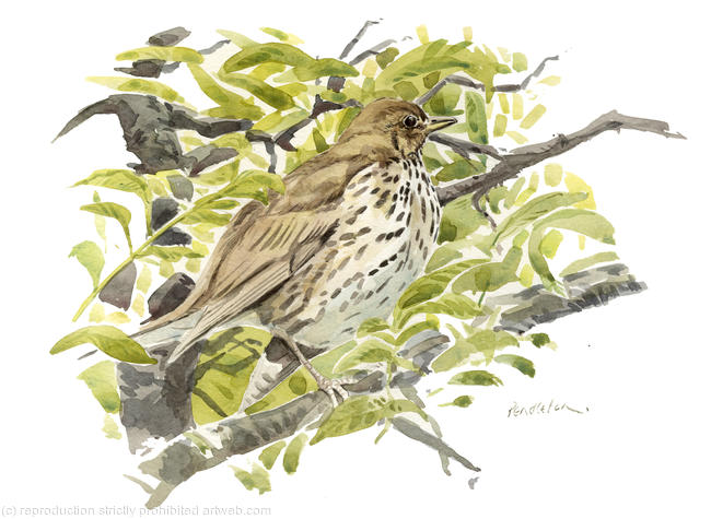 Summer Songthrush