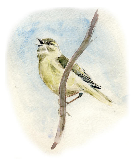Willow warbler