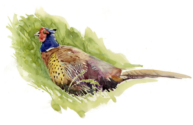 Pheasant 2