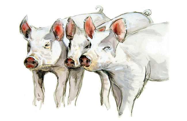 Three Little Pigs
