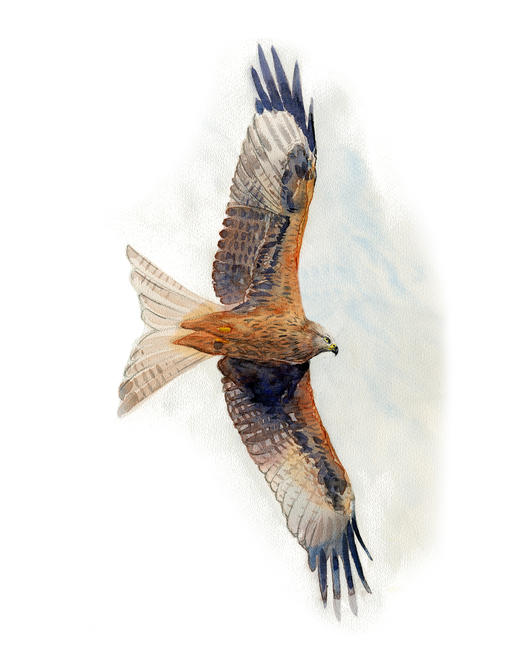 Red Kite 4