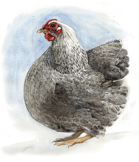 Silver Pencilled Wyandotte