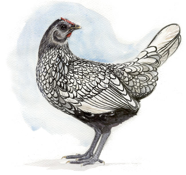 Silver Sebright