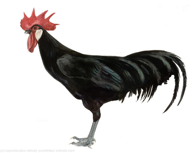 Black Minorca