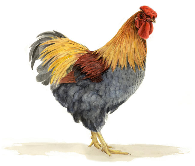 Blue Partridge Wyandotte Bantam
