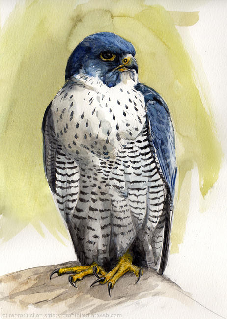 Tiercel Peregrine