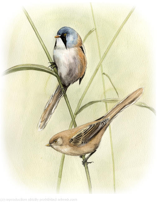 Bearded tits