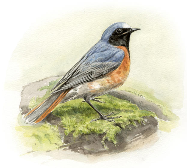Redstart