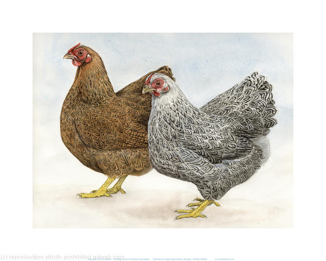 Partridge and silver Pencilled Wyandottes