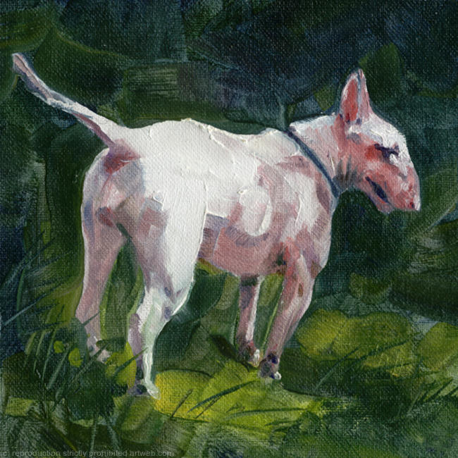 English Bull Terrier