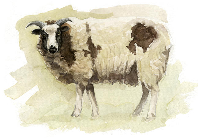 Jacobs sheep
