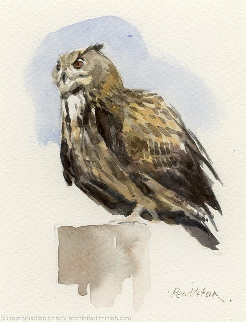 Eagle owl