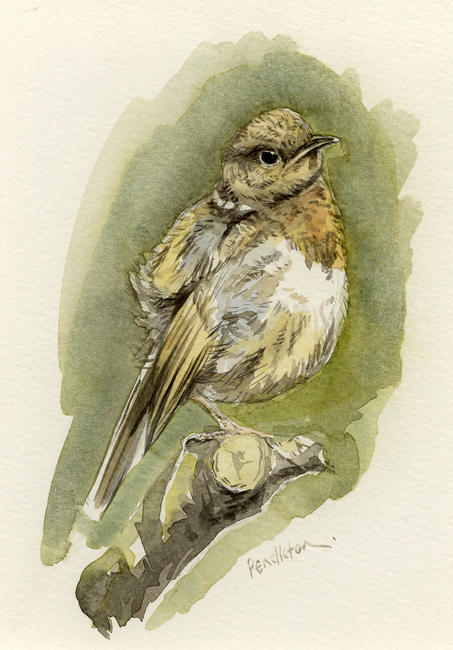 Fledgeling robin