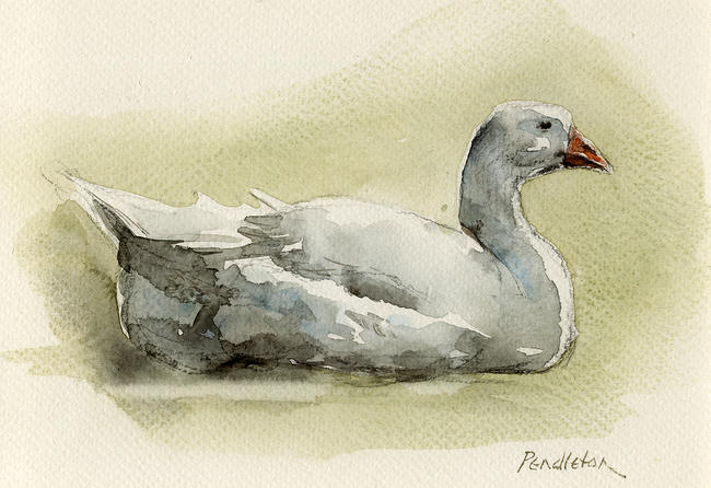 White goose