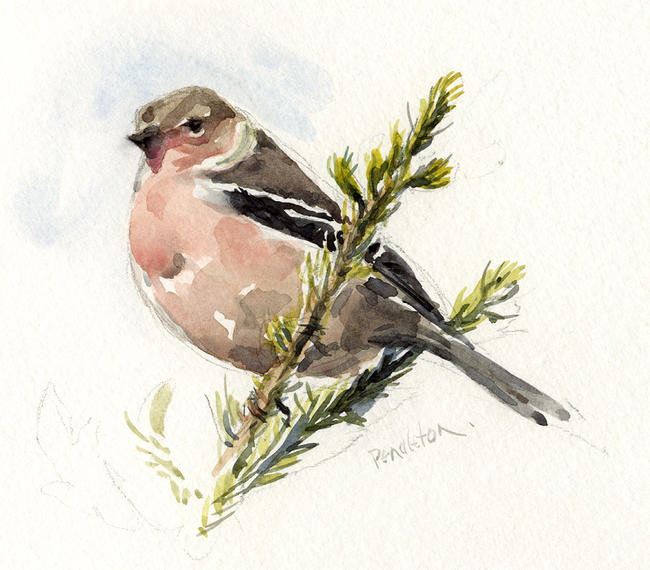Tree-top Chaffinch