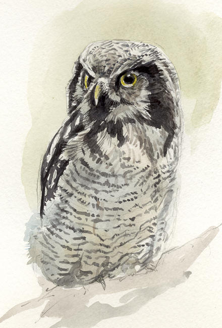 Hawk owl
