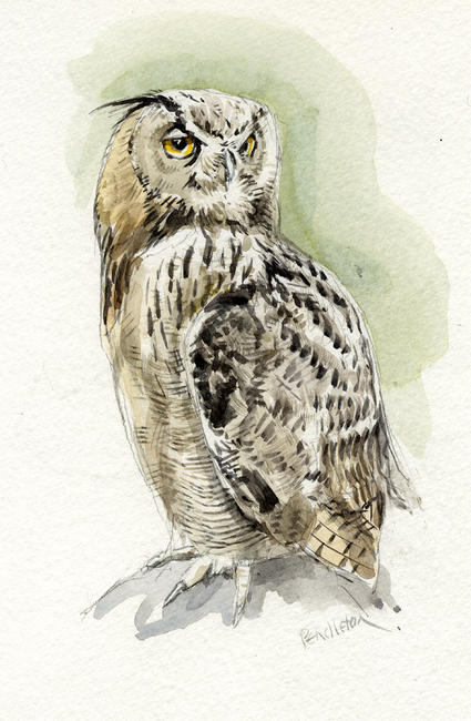 Eagle owl