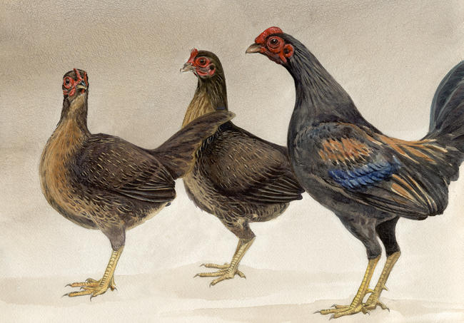 Old English Game Trio