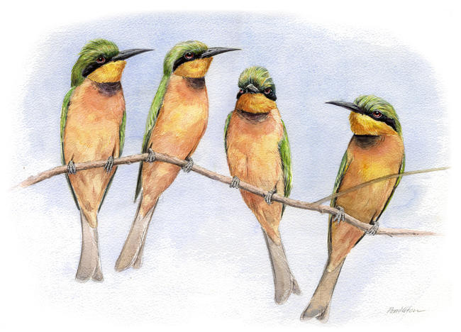 Little Bee-eaters