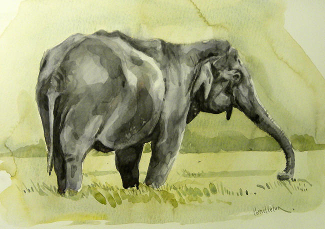 Sri lanka elephant