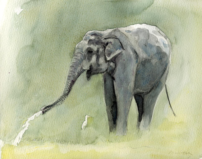 Elephant at Yala, Sri Lanka