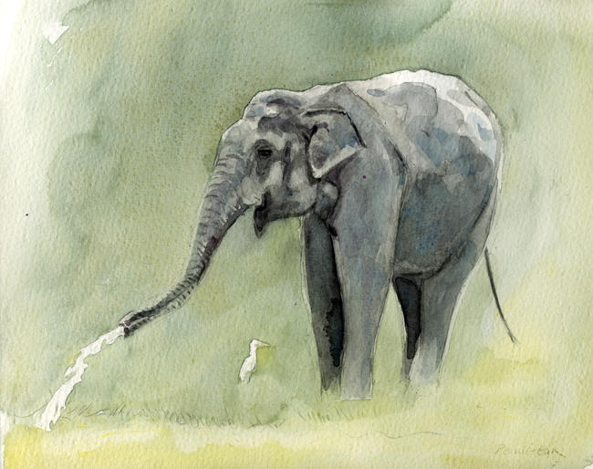 Elephant at Yala, Sri Lanka