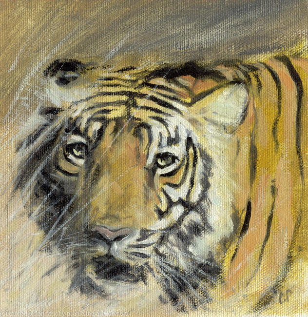 Tigress portrait