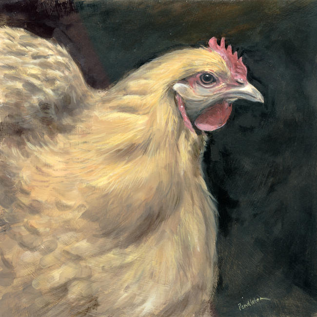 Buff Orpington