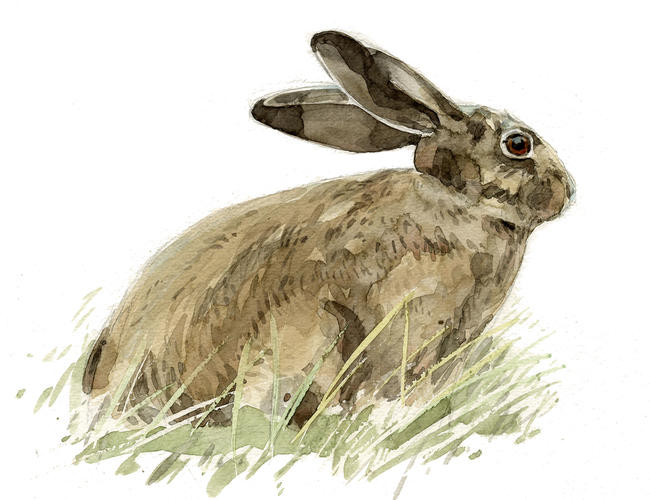 Hare