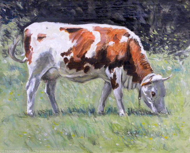 Auvergne Cow in July