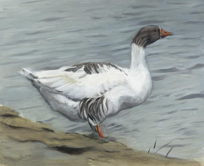 Hybrid Goose on a Winter day