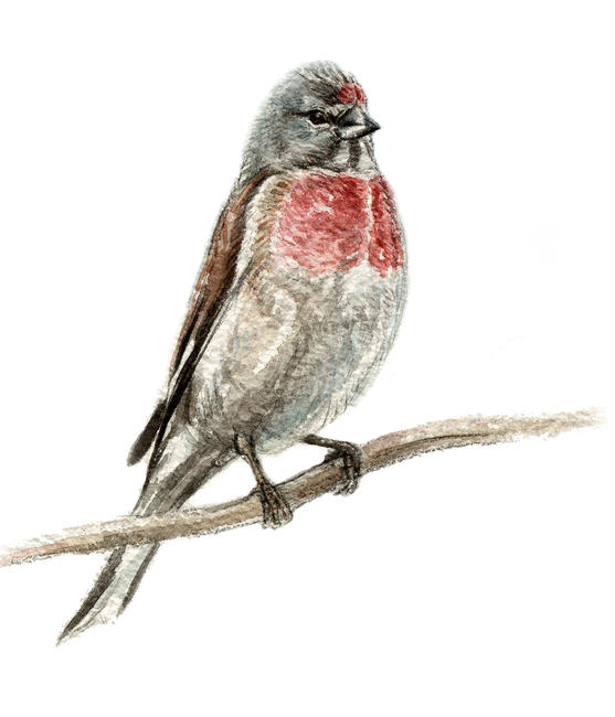 Linnet