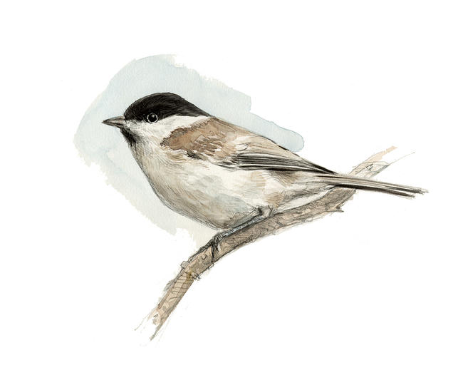 Marsh Tit