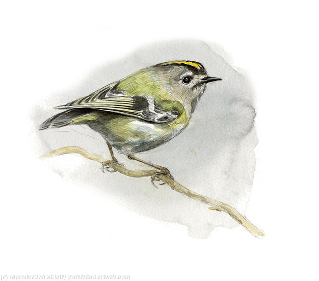 Goldcrest
